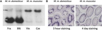 Evolution of a New Testis-Specific Functional Promoter Within the Highly Conserved Map2k7 Gene of the Mouse